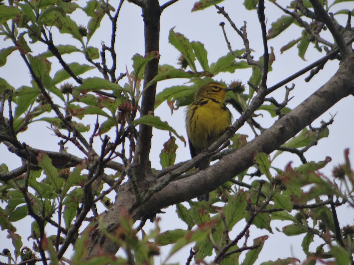 Prairie Warbler - ML162056951