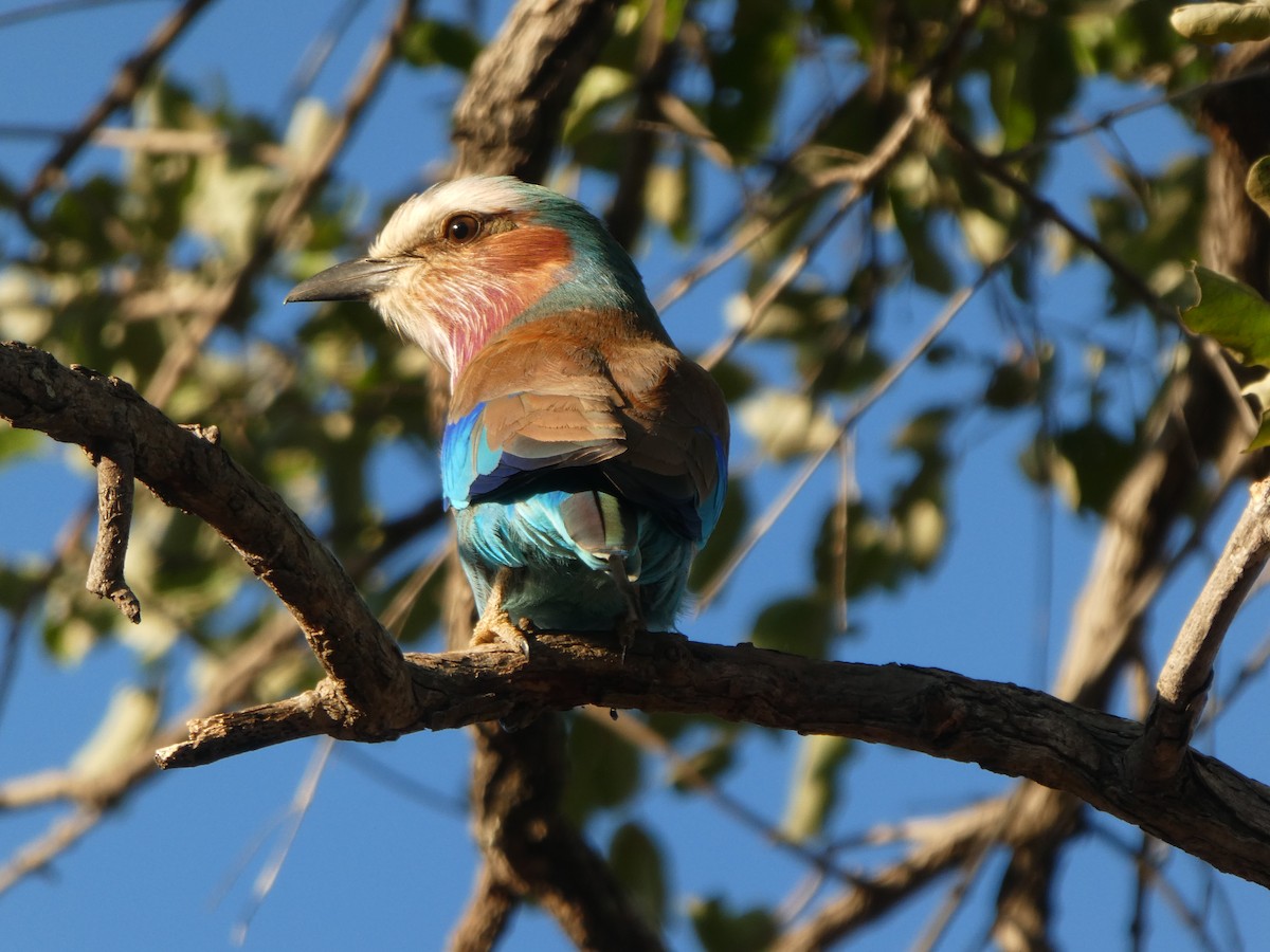 Lilac-breasted Roller - ML162058331