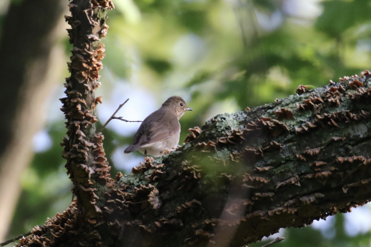 Swainson's Thrush - ML162058351