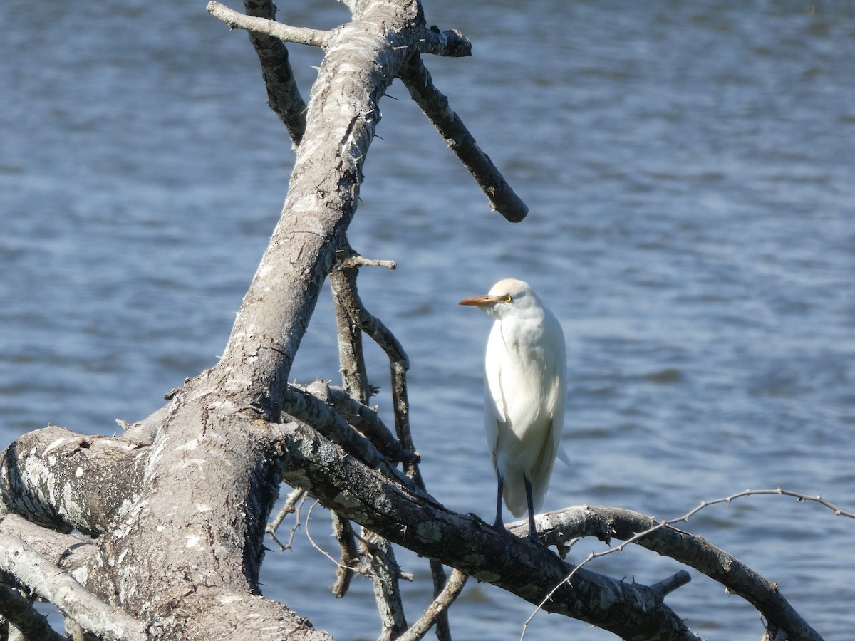 Western Cattle Egret - ML162060881