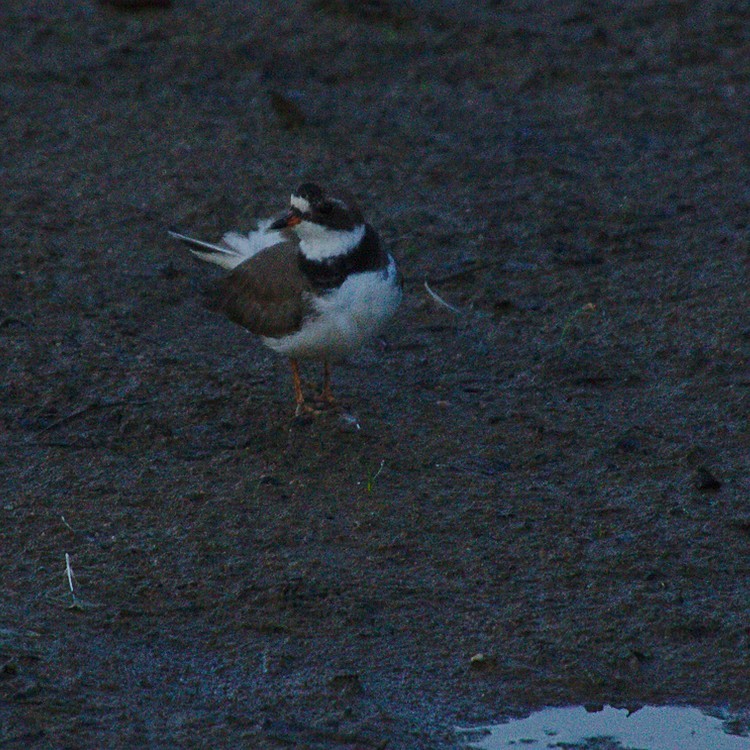 Semipalmated Plover - ML162063461