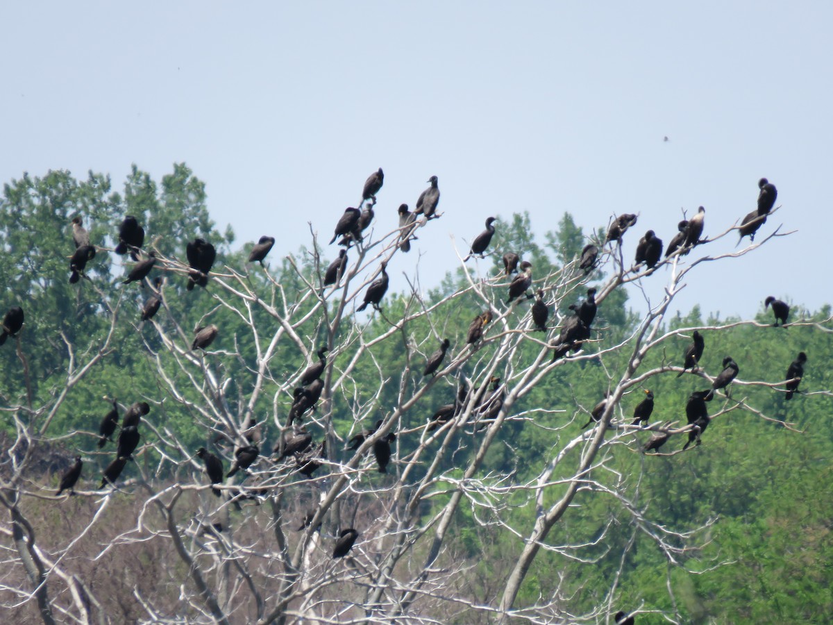 Double-crested Cormorant - ML162063681