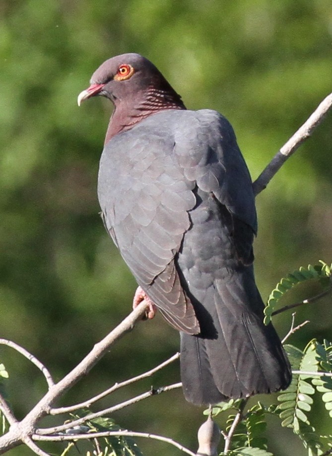 Pigeon à cou rouge - ML162064071