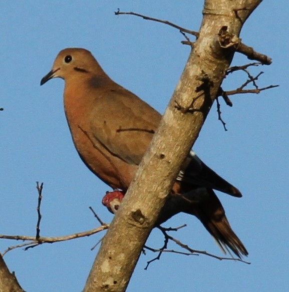 Zenaida Dove - ML162064111