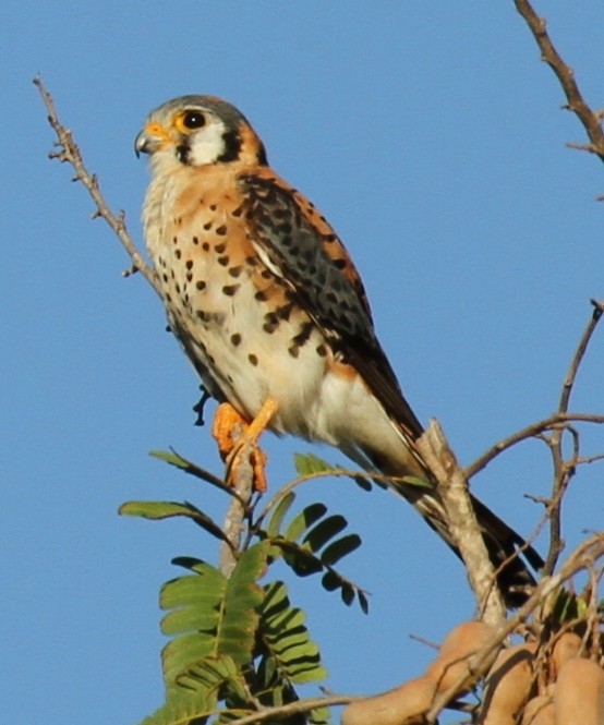 American Kestrel - Lisa Yntema