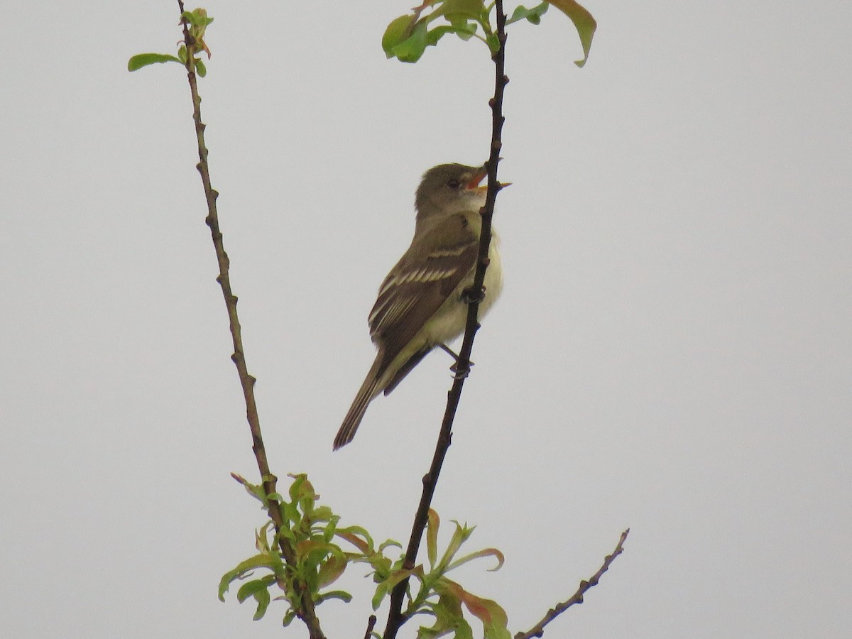 Willow Flycatcher - ML162066041