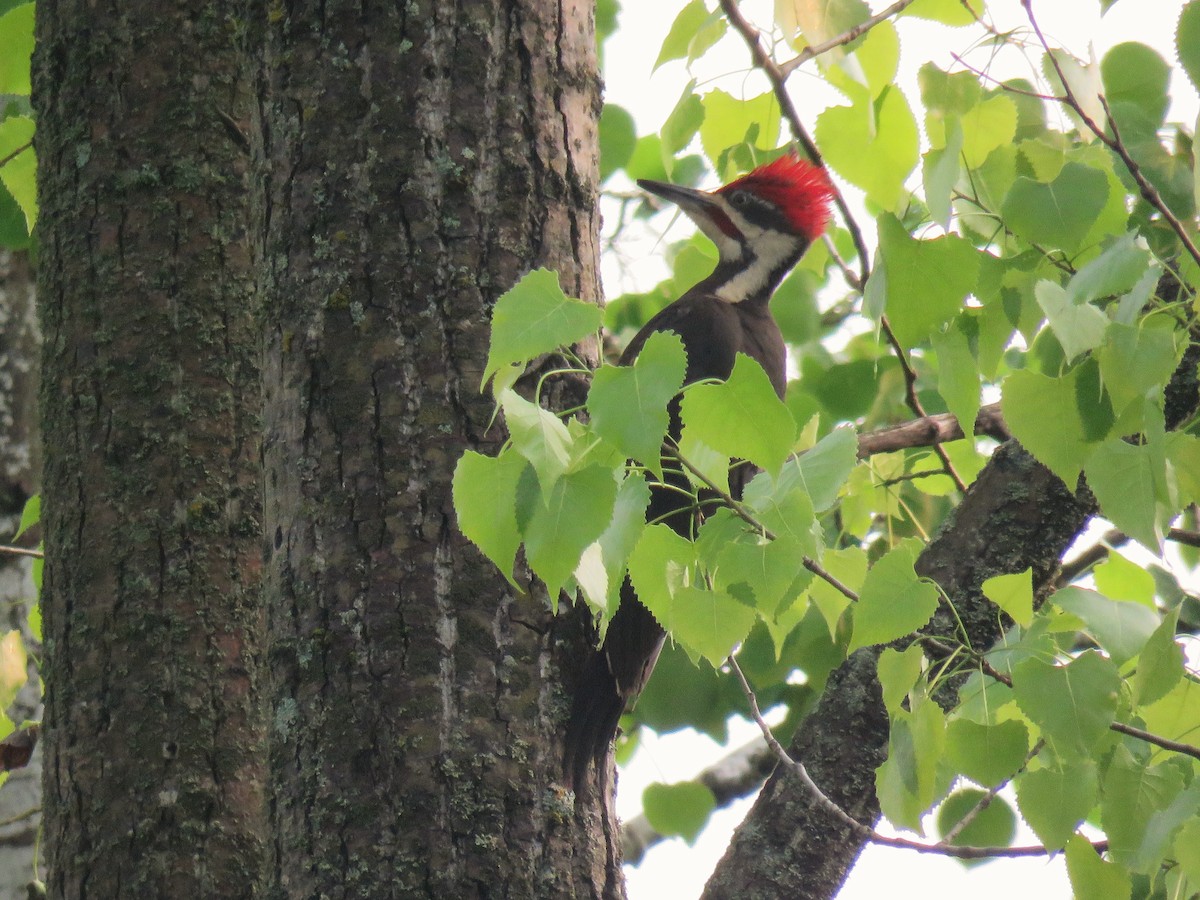Pileated Woodpecker - ML162066121