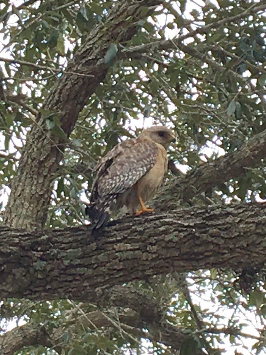 Red-shouldered Hawk - ML162067261