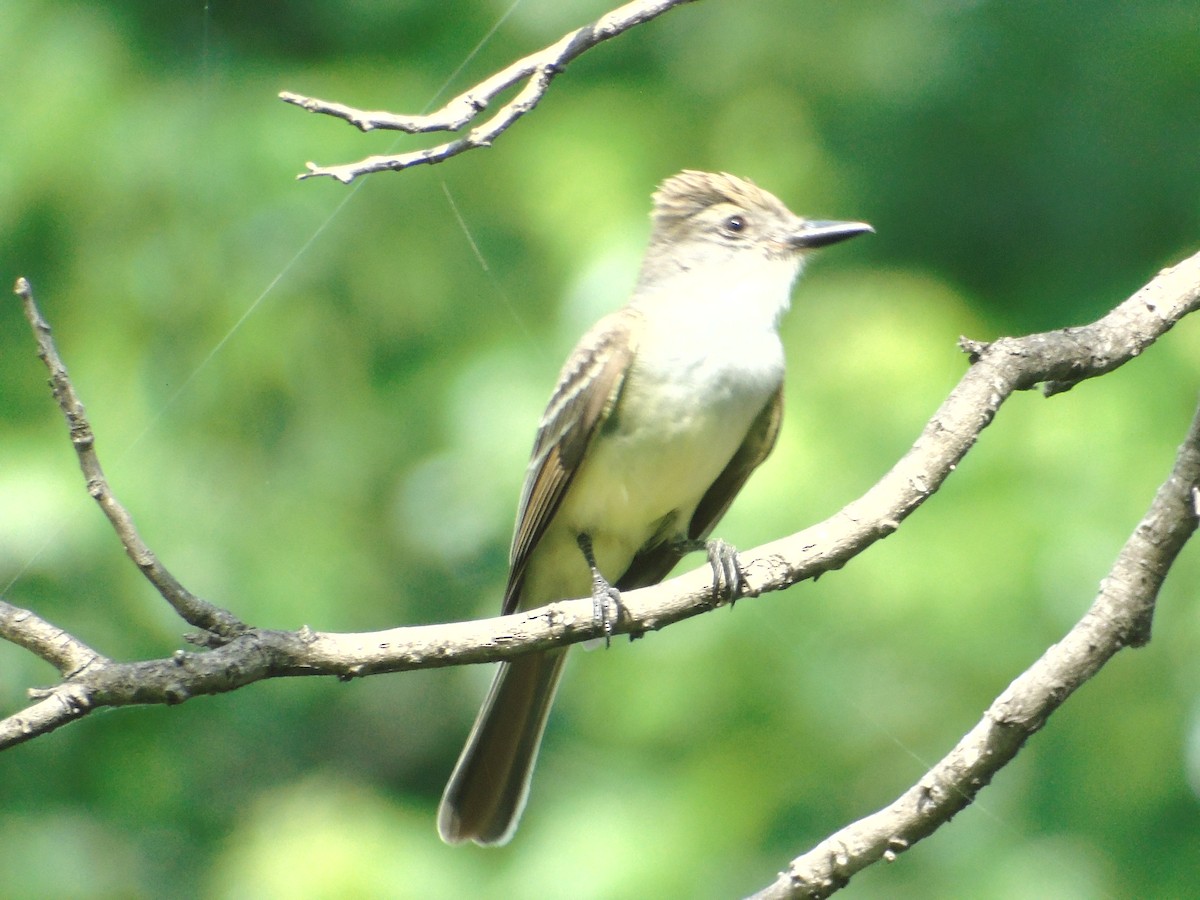 Great Crested Flycatcher - ML162068161