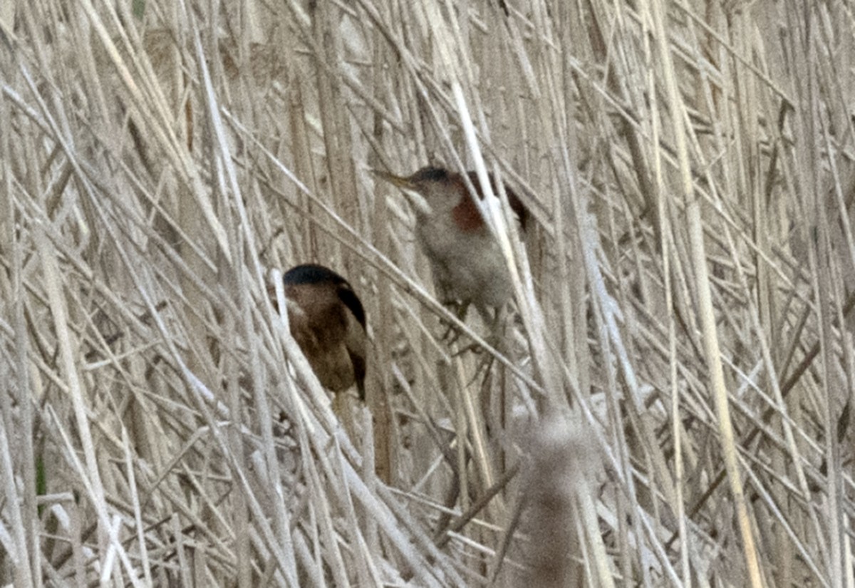 Least Bittern - Michael Hatton