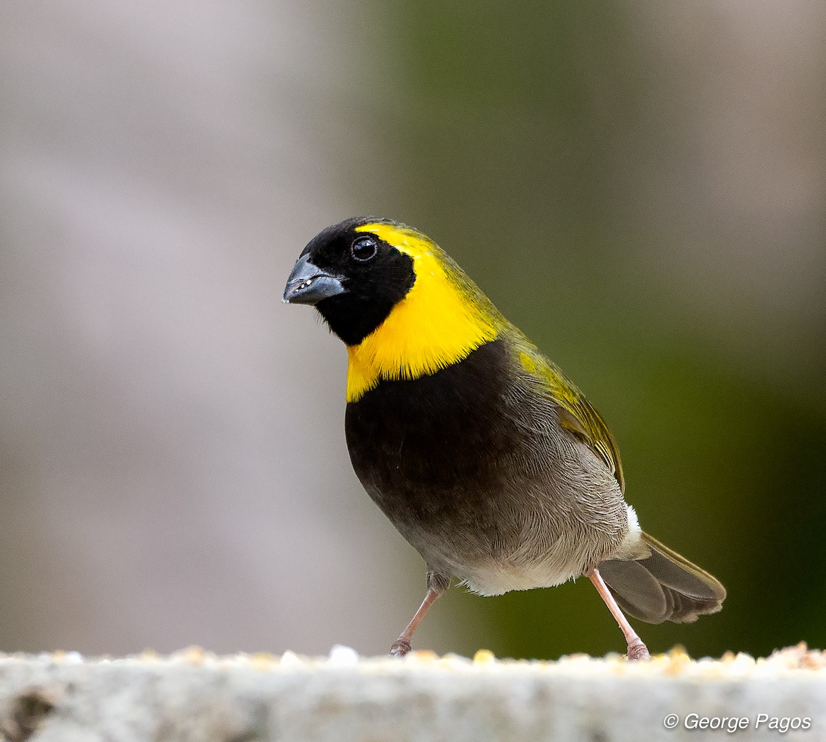 Cuban Grassquit - George Pagos