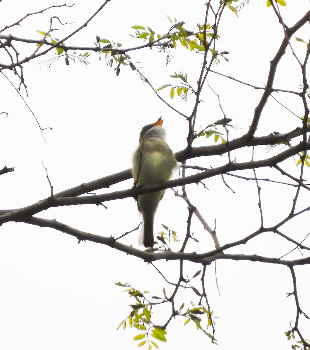 Alder Flycatcher - ML162068731