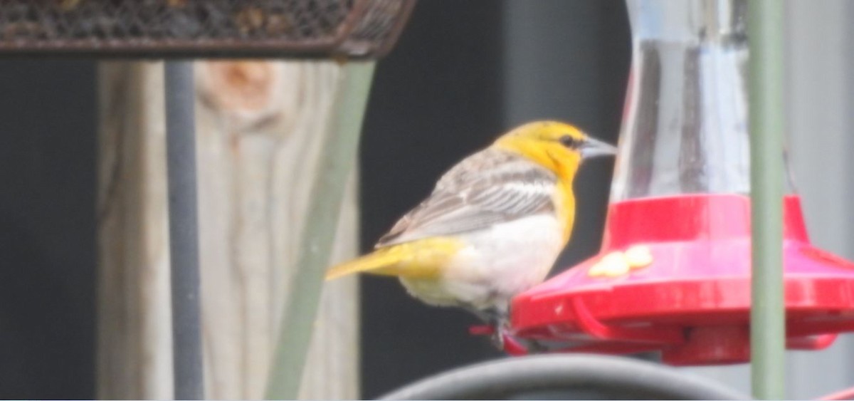 Bullock's Oriole - ML162068971