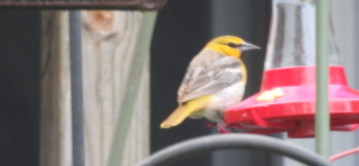 Bullock's Oriole - ML162068981