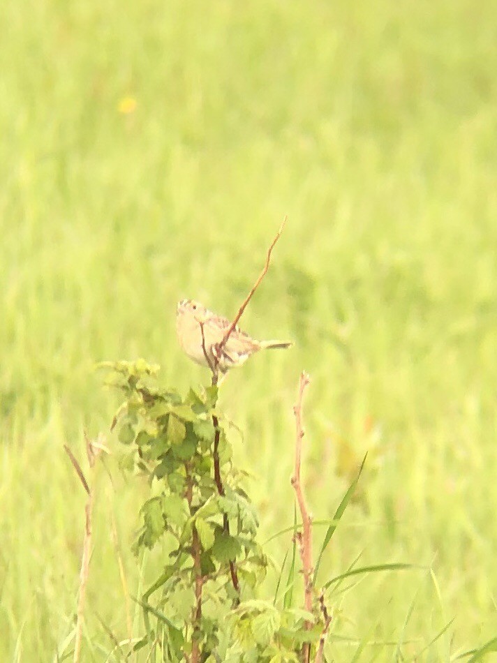 Grasshopper Sparrow - ML162073001