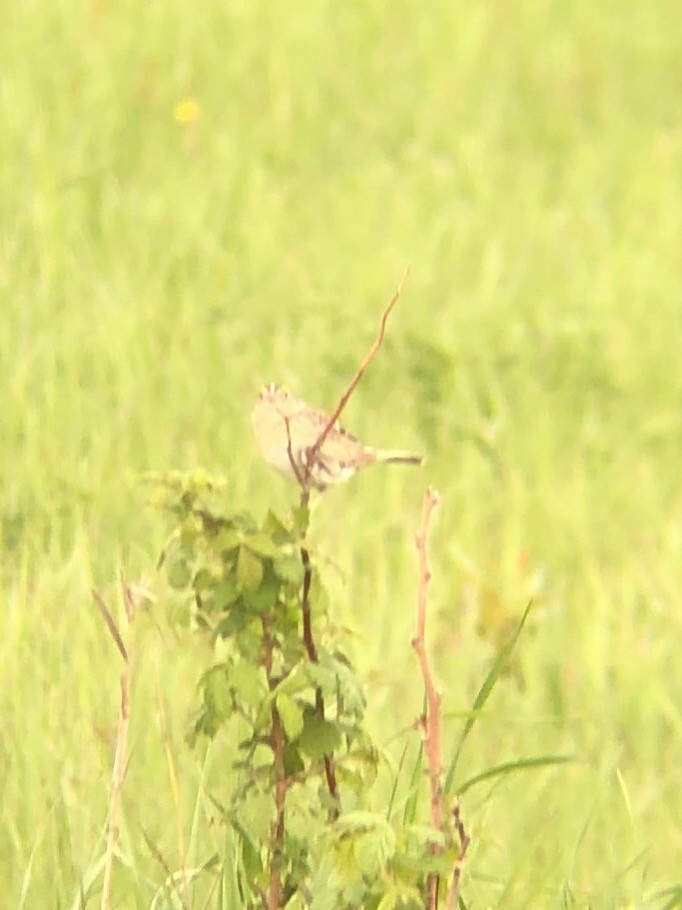 Grasshopper Sparrow - ML162073011