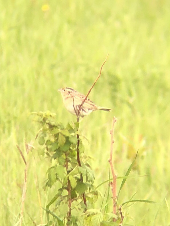 Grasshopper Sparrow - ML162073021