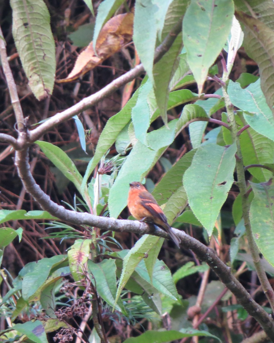 Cinnamon Flycatcher - Tristan Lowery