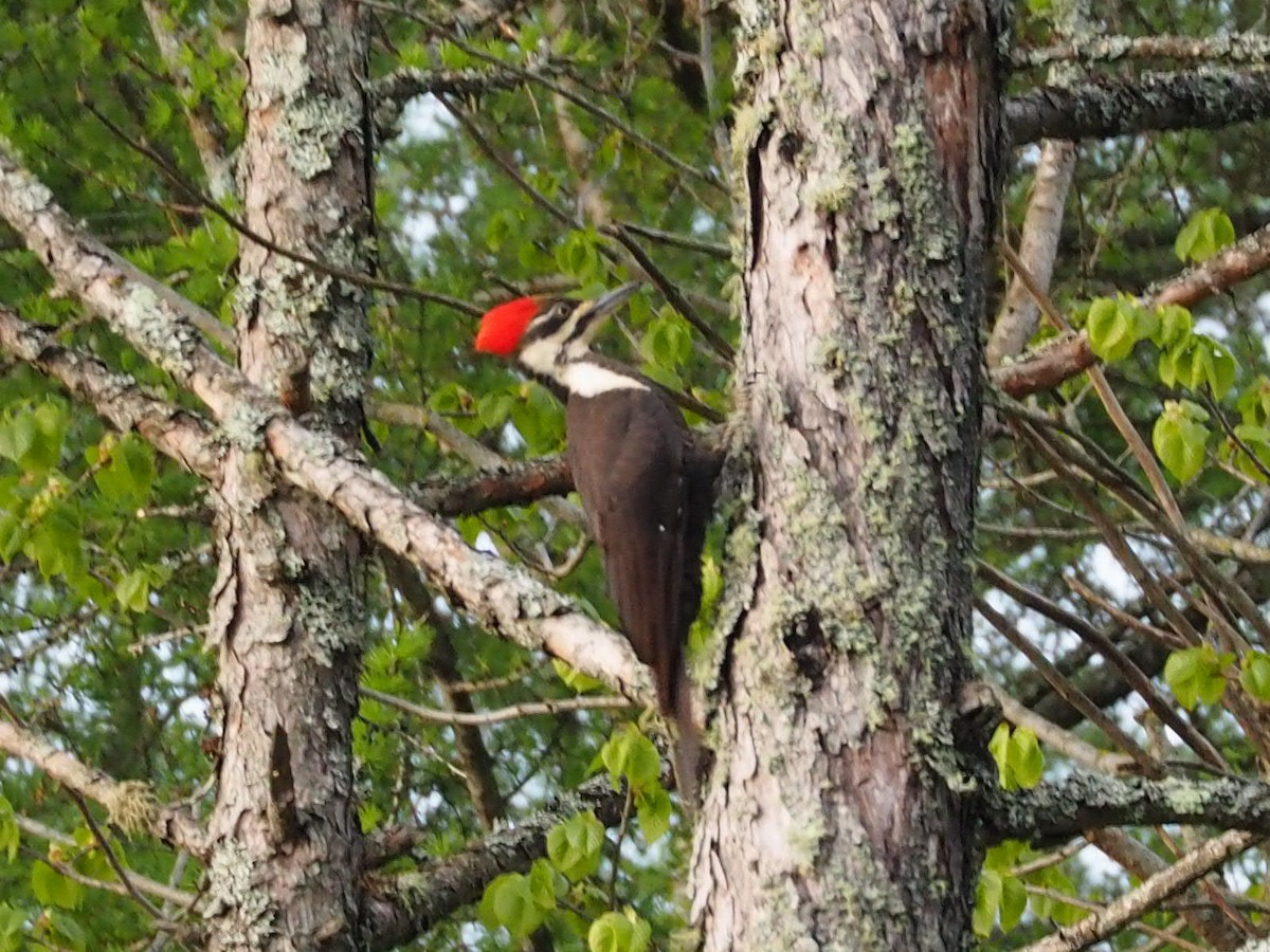 Pileated Woodpecker - ML162074311