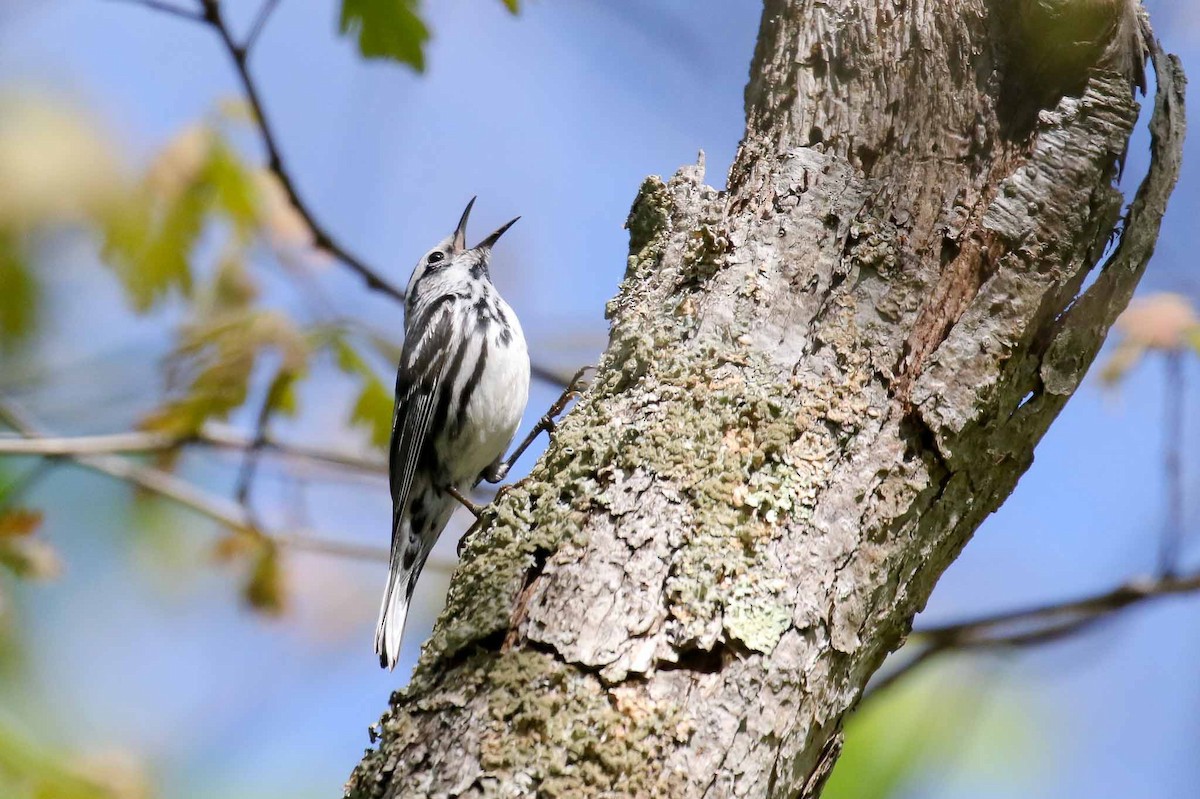 Black-and-white Warbler - ML162076651