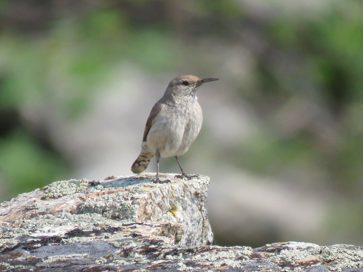 Rock Wren - Neil MacLeod