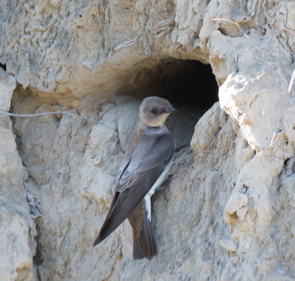Northern Rough-winged Swallow - ML162078501