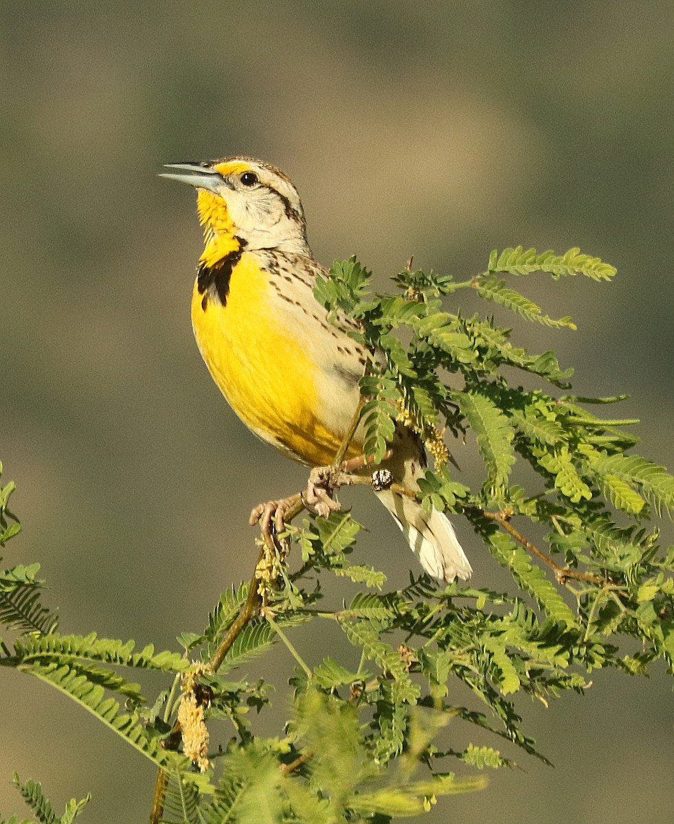 Chihuahuan Meadowlark - Alan Schmierer