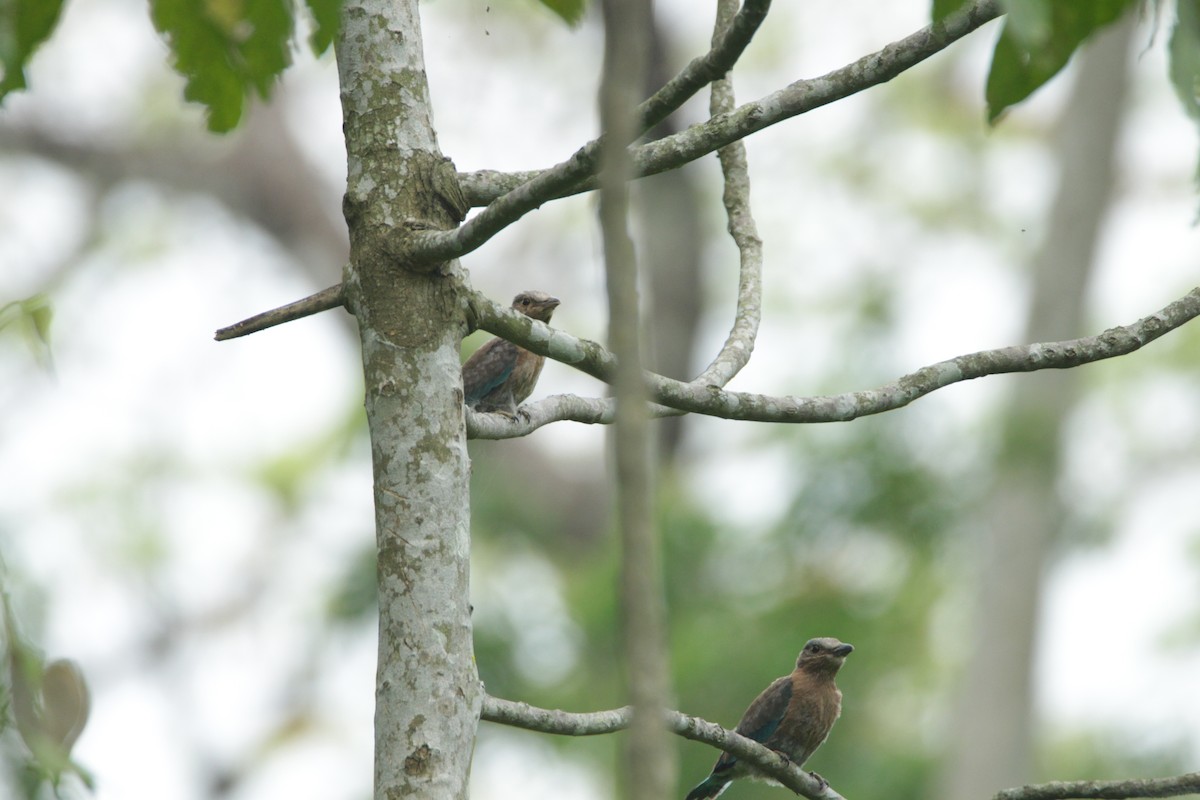 Indian/Indochinese Roller - ML162079061