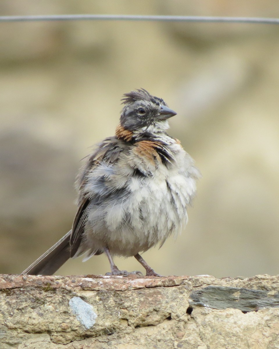 Rufous-collared Sparrow - ML162079571