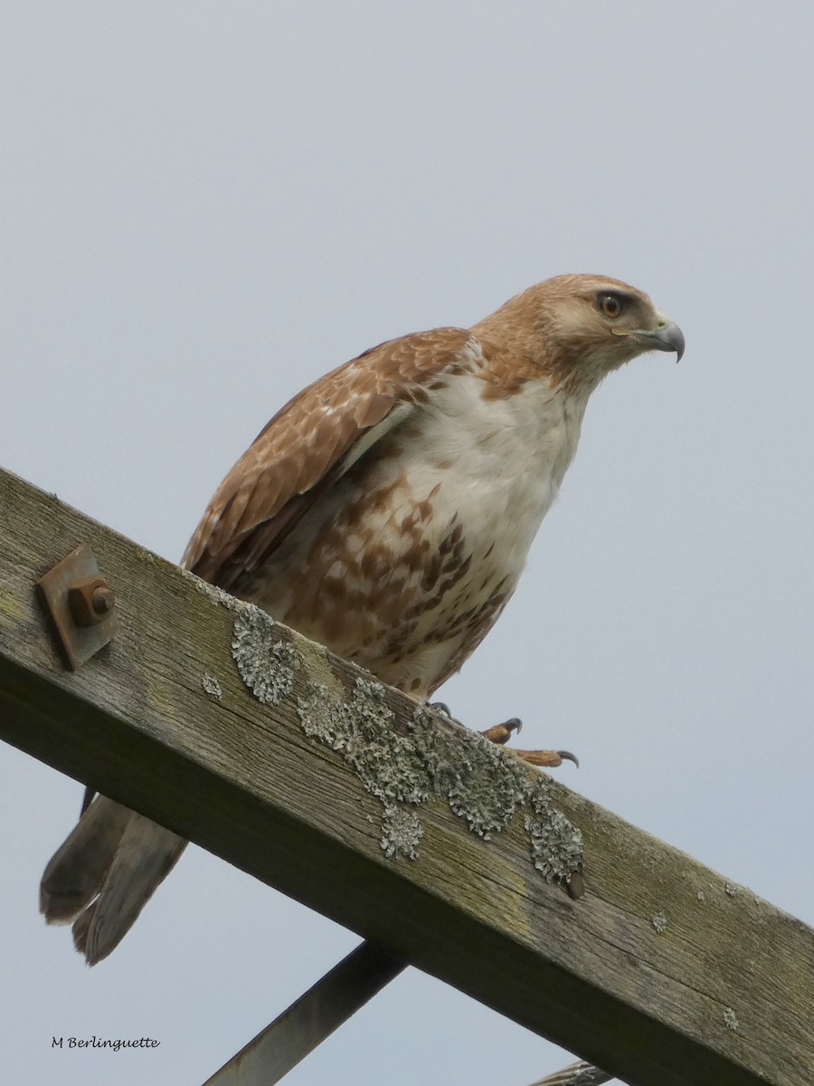 Red-tailed Hawk - ML162080571