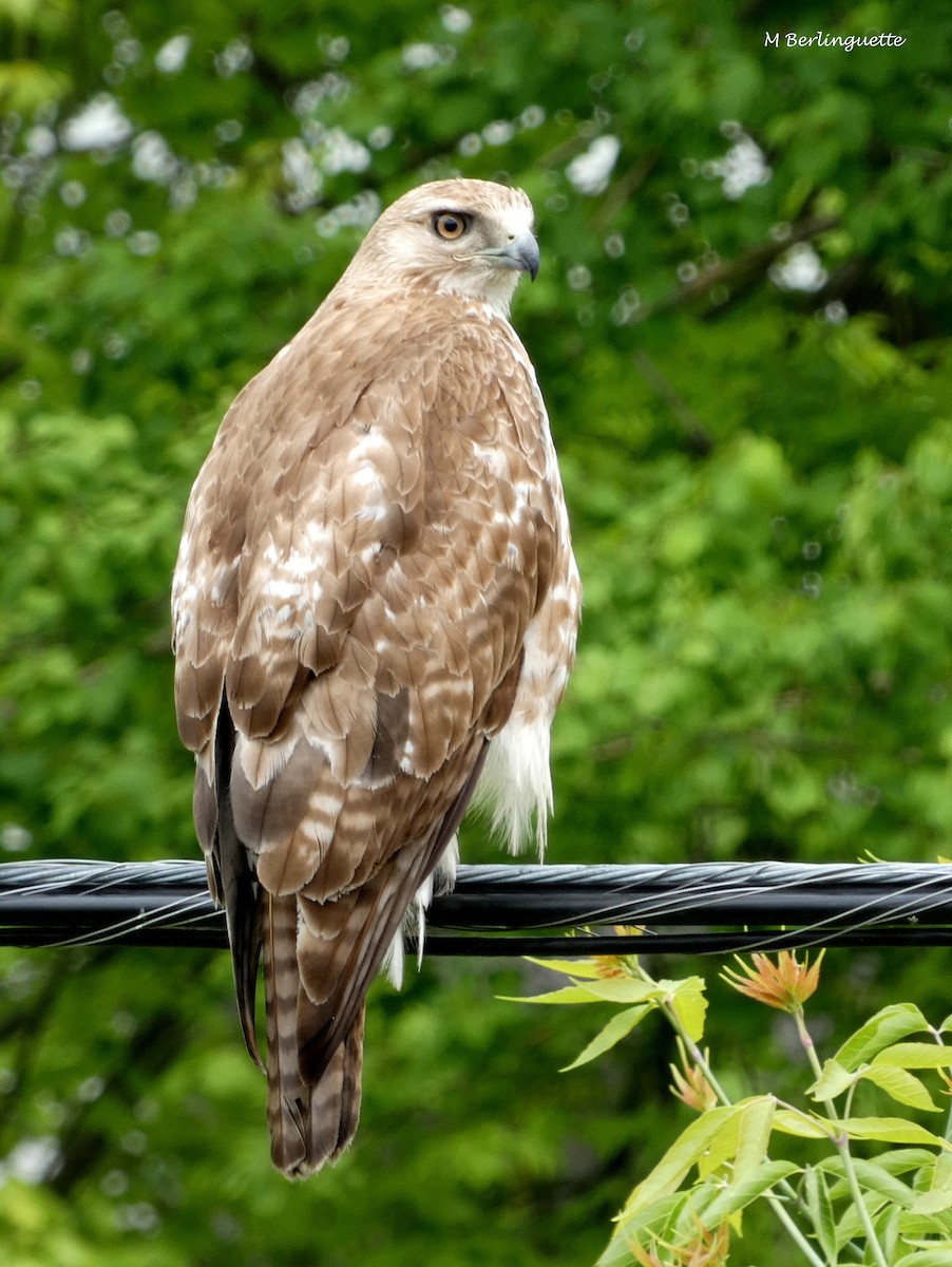 Red-tailed Hawk - ML162080581