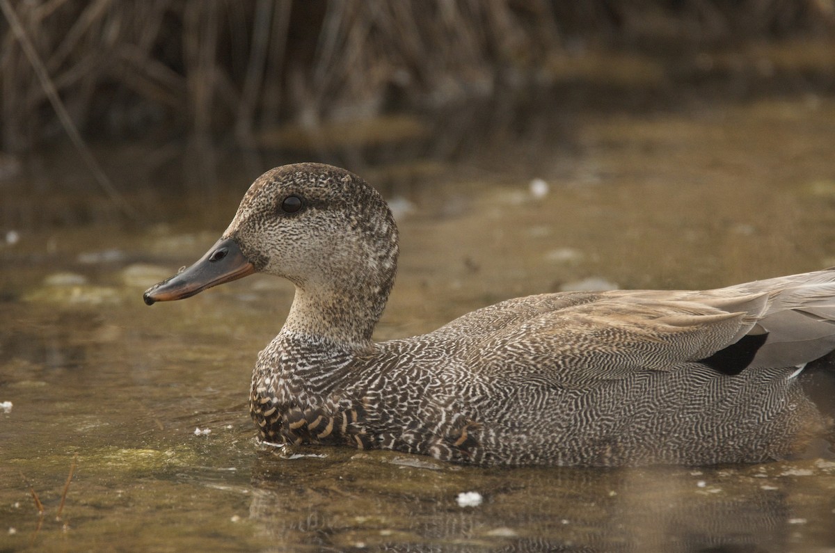 Gadwall - Richard Garrigus