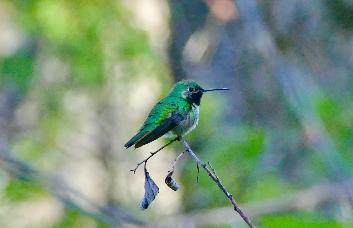 Broad-tailed Hummingbird - Jon (JC) Curd