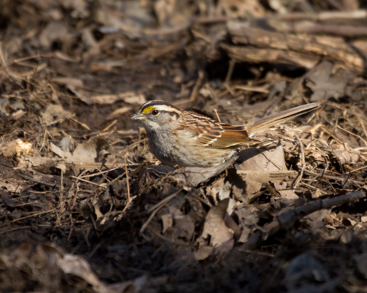 White-throated Sparrow - Todd Dixon