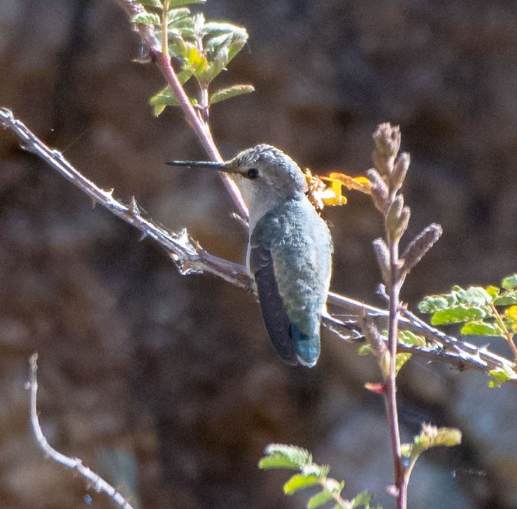 Colibrí de Costa - ML162084201