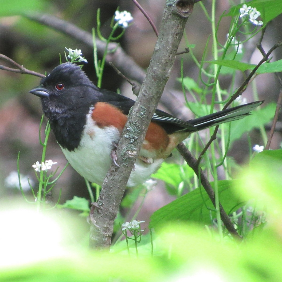 Eastern Towhee - ML162084251