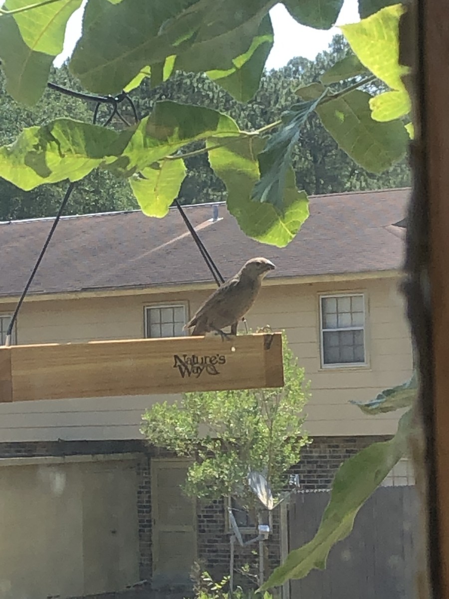 Brown-headed Cowbird - ML162084331