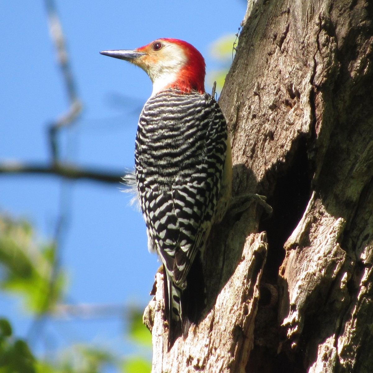 Red-bellied Woodpecker - ML162085421