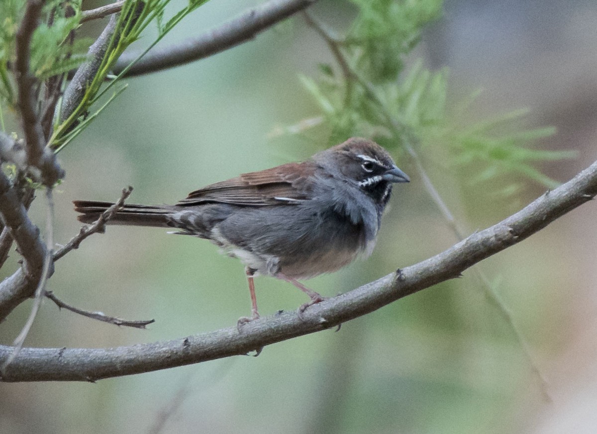 Five-striped Sparrow - ML162086371