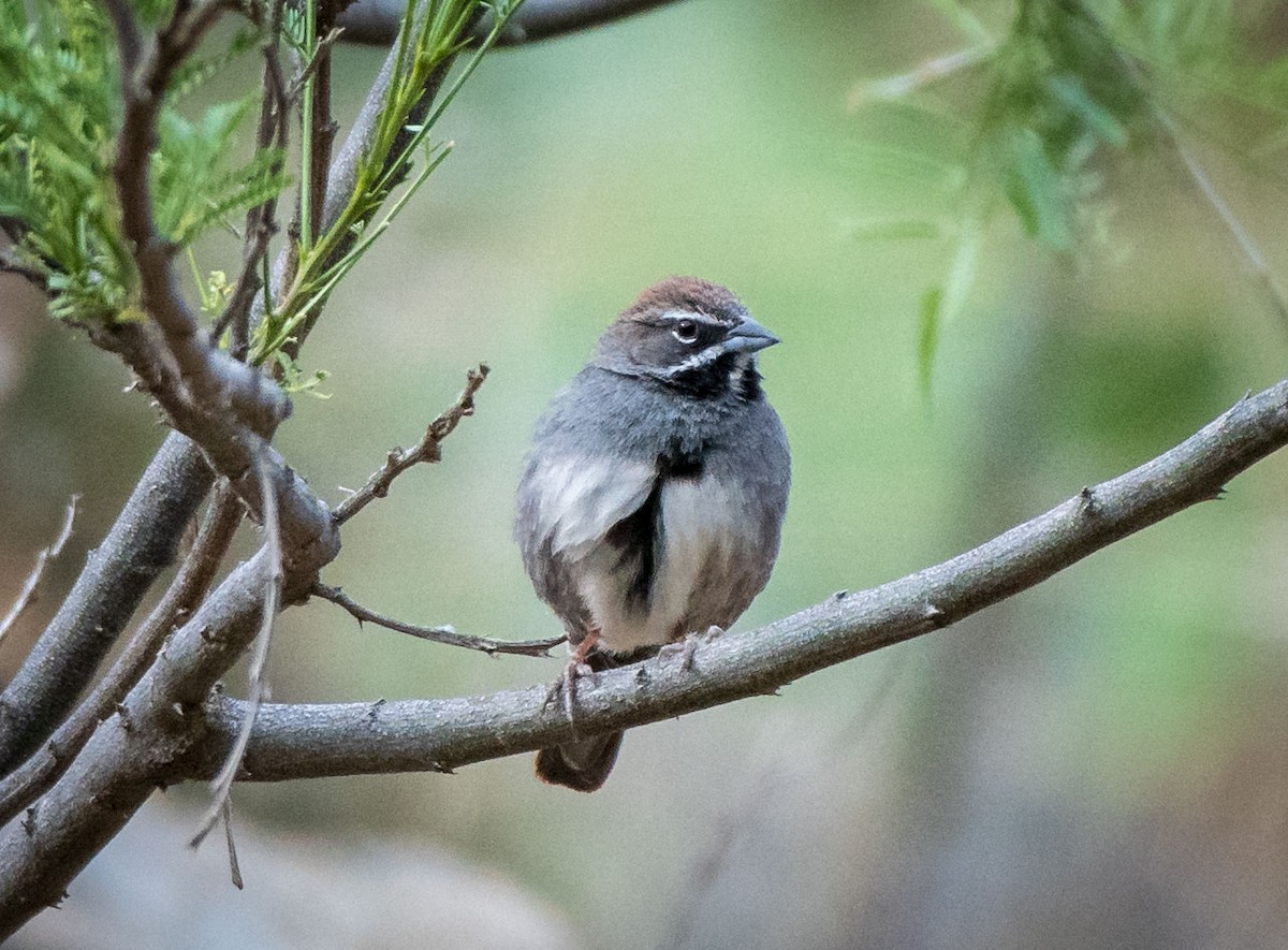 Five-striped Sparrow - ML162086381