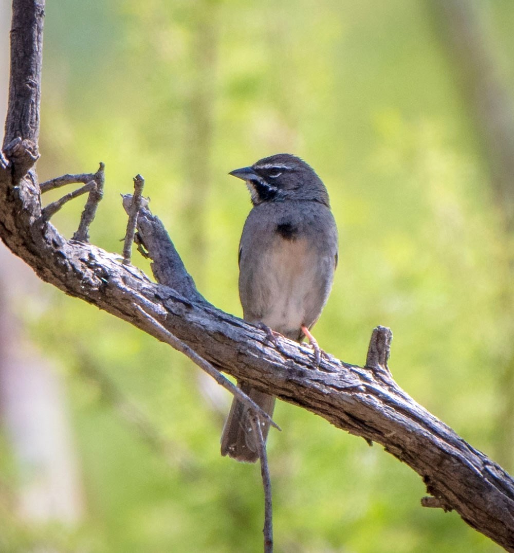 Five-striped Sparrow - ML162086631