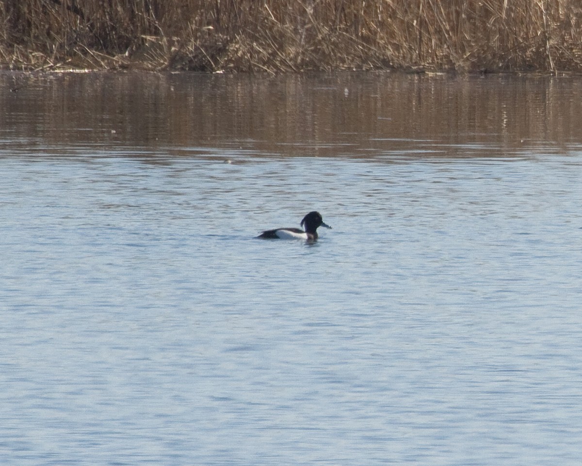 Tufted Duck - ML162086751