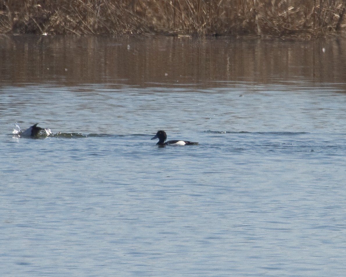 Tufted Duck - ML162086761
