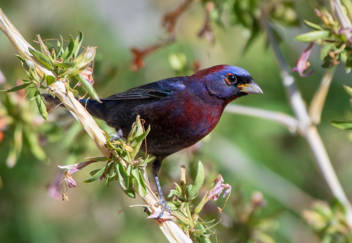 Varied Bunting - ML162087331