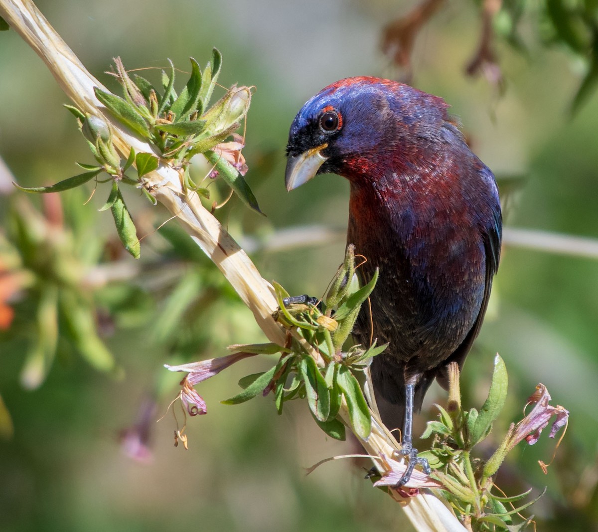 Varied Bunting - ML162087391