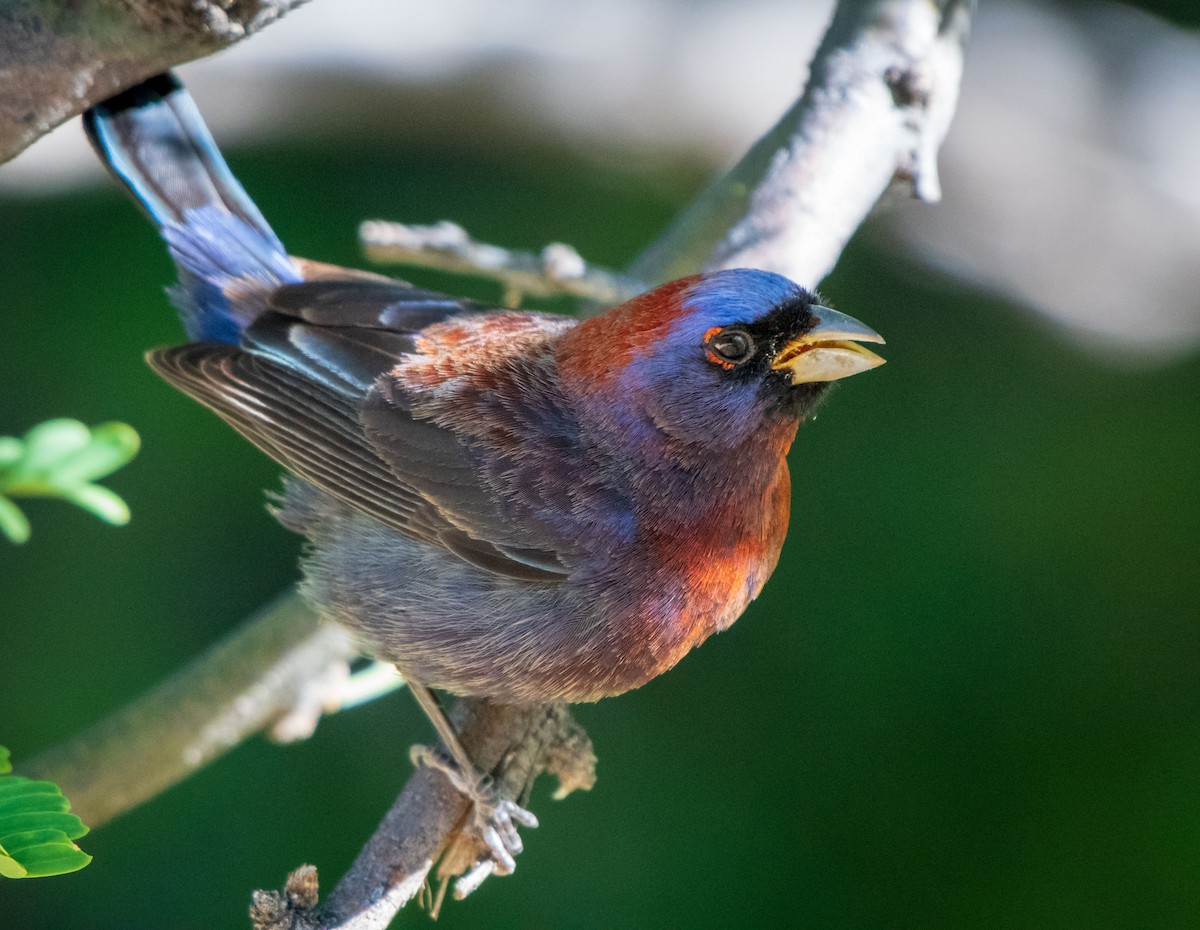 Varied Bunting - ML162087411