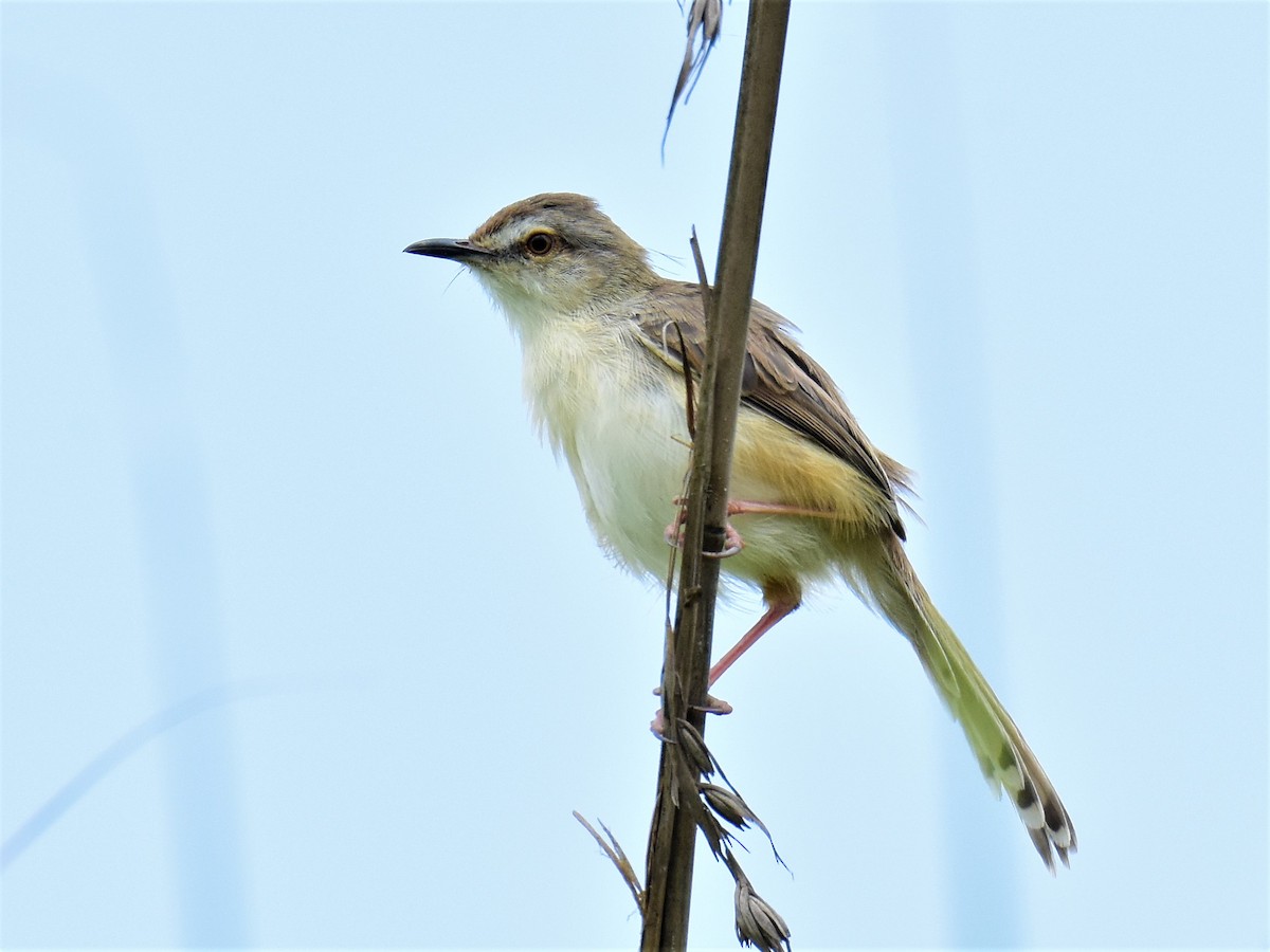 Plain Prinia - ML162087491