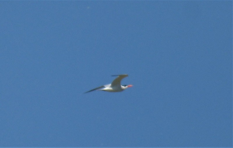 Caspian Tern - ML162087531