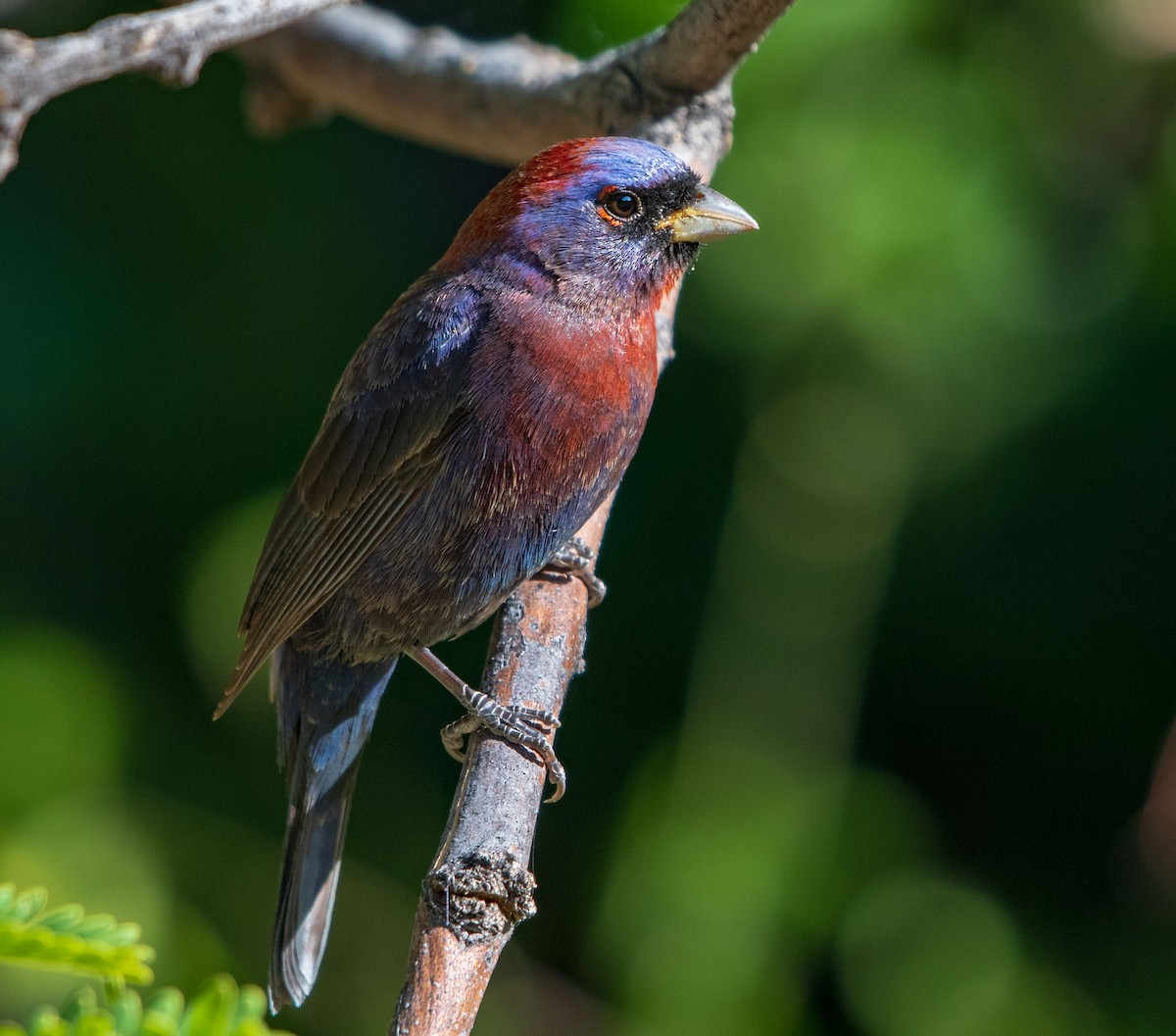 Varied Bunting - ML162087541