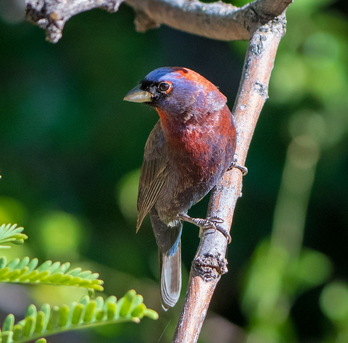 Varied Bunting - ML162087551